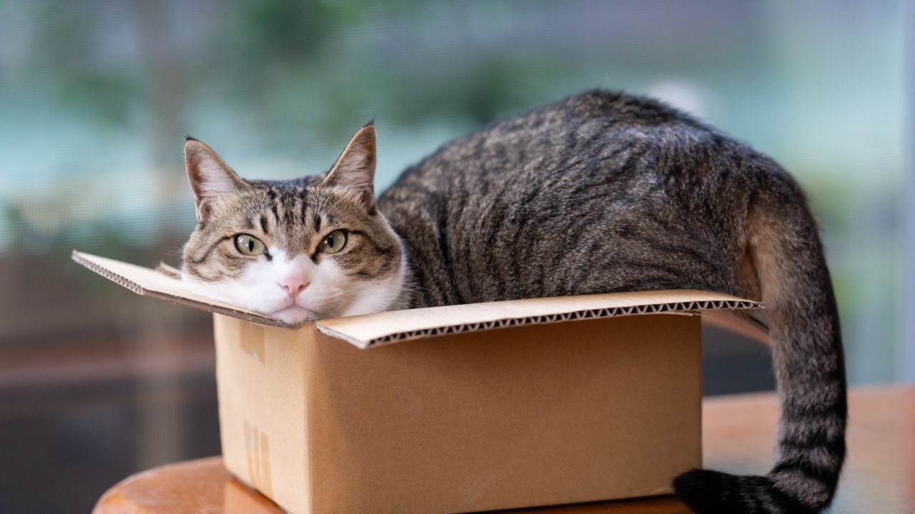 Wallpaper cat, pet, box, cool