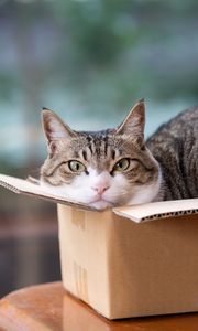 Preview wallpaper cat, pet, box, cool