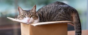 Preview wallpaper cat, pet, box, cool