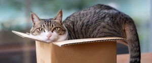 Preview wallpaper cat, pet, box, cool
