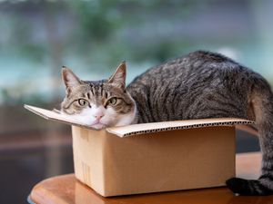 Preview wallpaper cat, pet, box, cool