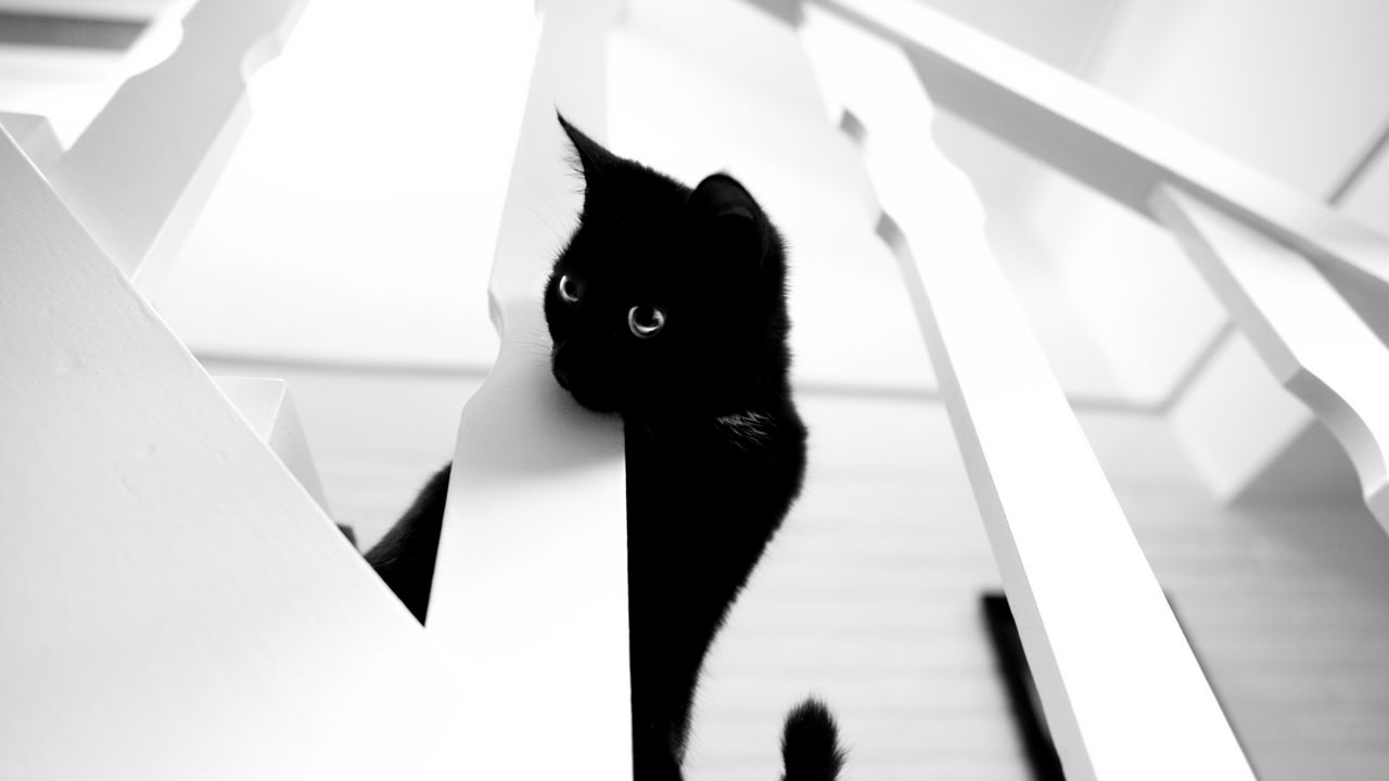 Wallpaper cat, pet, bw