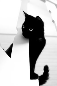 Preview wallpaper cat, pet, bw