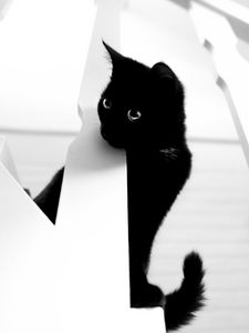 Preview wallpaper cat, pet, bw