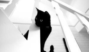 Preview wallpaper cat, pet, bw