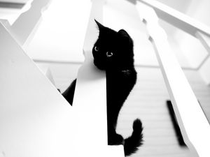 Preview wallpaper cat, pet, bw