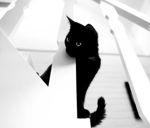 Preview wallpaper cat, pet, bw