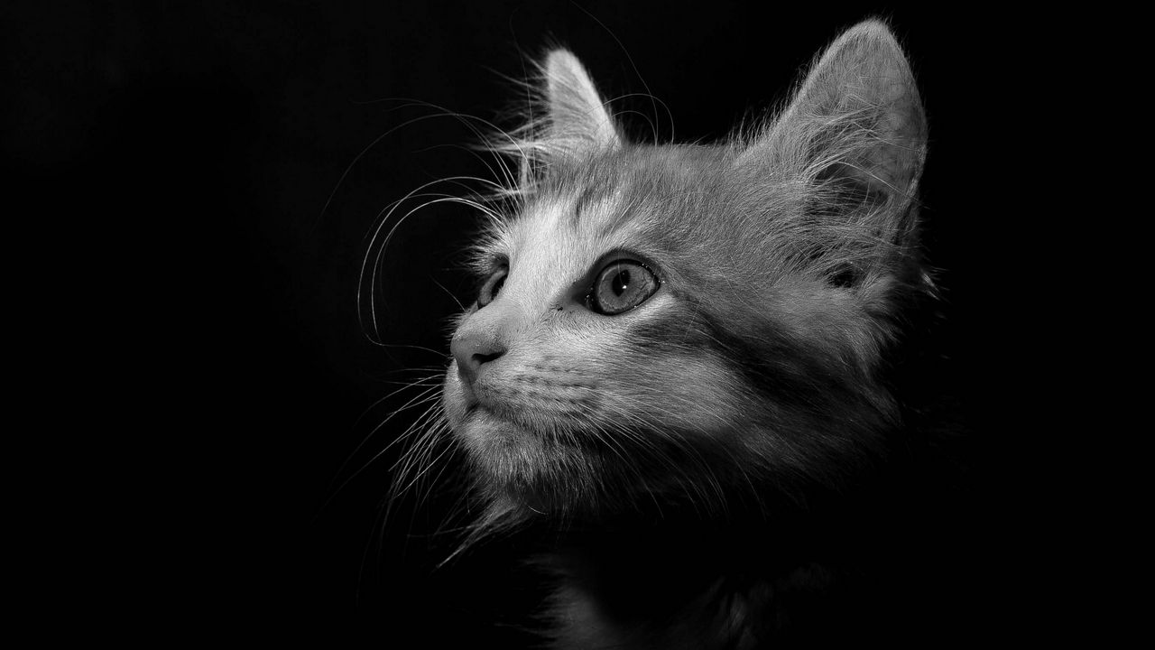 Wallpaper cat, pet, bw, glance