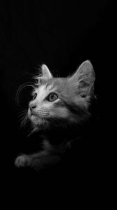 Preview wallpaper cat, pet, bw, glance