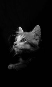 Preview wallpaper cat, pet, bw, glance