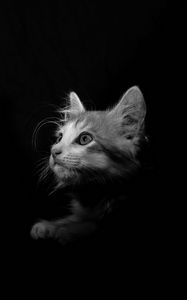 Preview wallpaper cat, pet, bw, glance