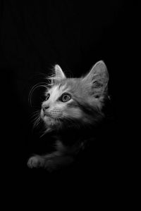 Preview wallpaper cat, pet, bw, glance