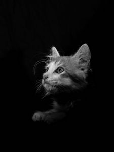 Preview wallpaper cat, pet, bw, glance