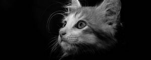 Preview wallpaper cat, pet, bw, glance