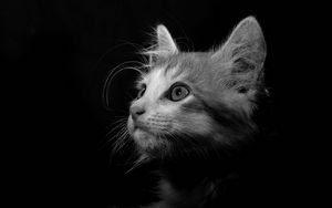 Preview wallpaper cat, pet, bw, glance