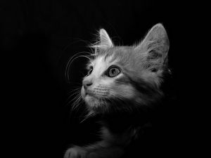 Preview wallpaper cat, pet, bw, glance