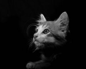 Preview wallpaper cat, pet, bw, glance