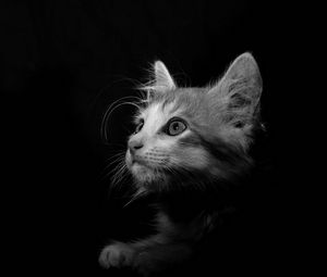 Preview wallpaper cat, pet, bw, glance