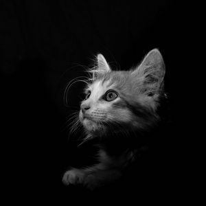 Preview wallpaper cat, pet, bw, glance