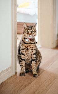 Preview wallpaper cat, pet, collar, glance, funny