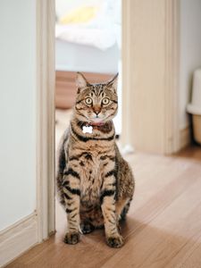 Preview wallpaper cat, pet, collar, glance, funny