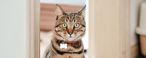 Preview wallpaper cat, pet, collar, glance, funny