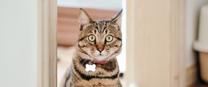 Preview wallpaper cat, pet, collar, glance, funny