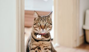 Preview wallpaper cat, pet, collar, glance, funny