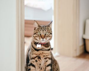 Preview wallpaper cat, pet, collar, glance, funny
