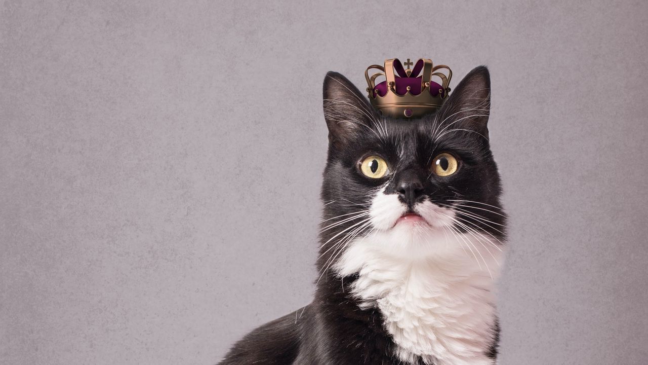 Wallpaper cat, pet, crown, king, funny