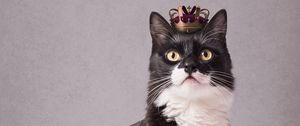 Preview wallpaper cat, pet, crown, king, funny