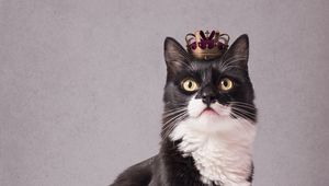 Preview wallpaper cat, pet, crown, king, funny