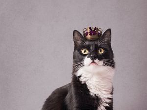 Preview wallpaper cat, pet, crown, king, funny