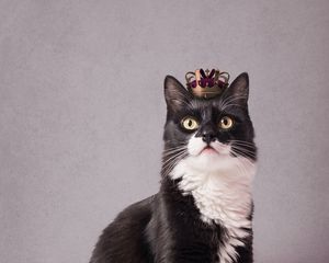 Preview wallpaper cat, pet, crown, king, funny