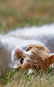 Preview wallpaper cat, pet, cute, grass, pose