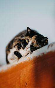 Preview wallpaper cat, pet, cute