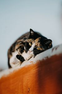 Preview wallpaper cat, pet, cute