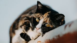 Preview wallpaper cat, pet, cute