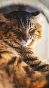 Preview wallpaper cat, pet, fluffy, sleep