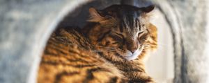 Preview wallpaper cat, pet, fluffy, sleep