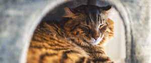 Preview wallpaper cat, pet, fluffy, sleep