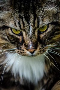 Preview wallpaper cat, pet, fluffy, brown