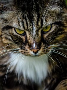 Preview wallpaper cat, pet, fluffy, brown