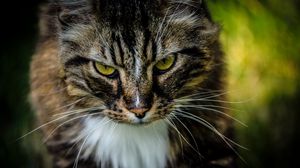 Preview wallpaper cat, pet, fluffy, brown