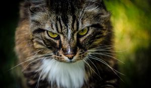 Preview wallpaper cat, pet, fluffy, brown