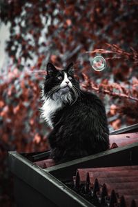 Preview wallpaper cat, pet, fluffy, bubble, roof