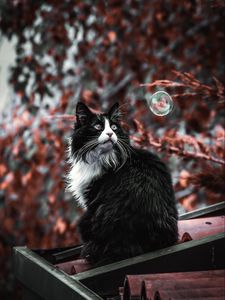 Preview wallpaper cat, pet, fluffy, bubble, roof