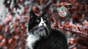 Preview wallpaper cat, pet, fluffy, bubble, roof