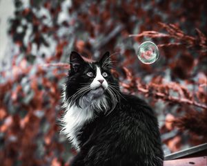 Preview wallpaper cat, pet, fluffy, bubble, roof
