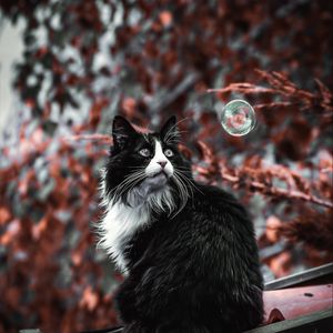 Preview wallpaper cat, pet, fluffy, bubble, roof